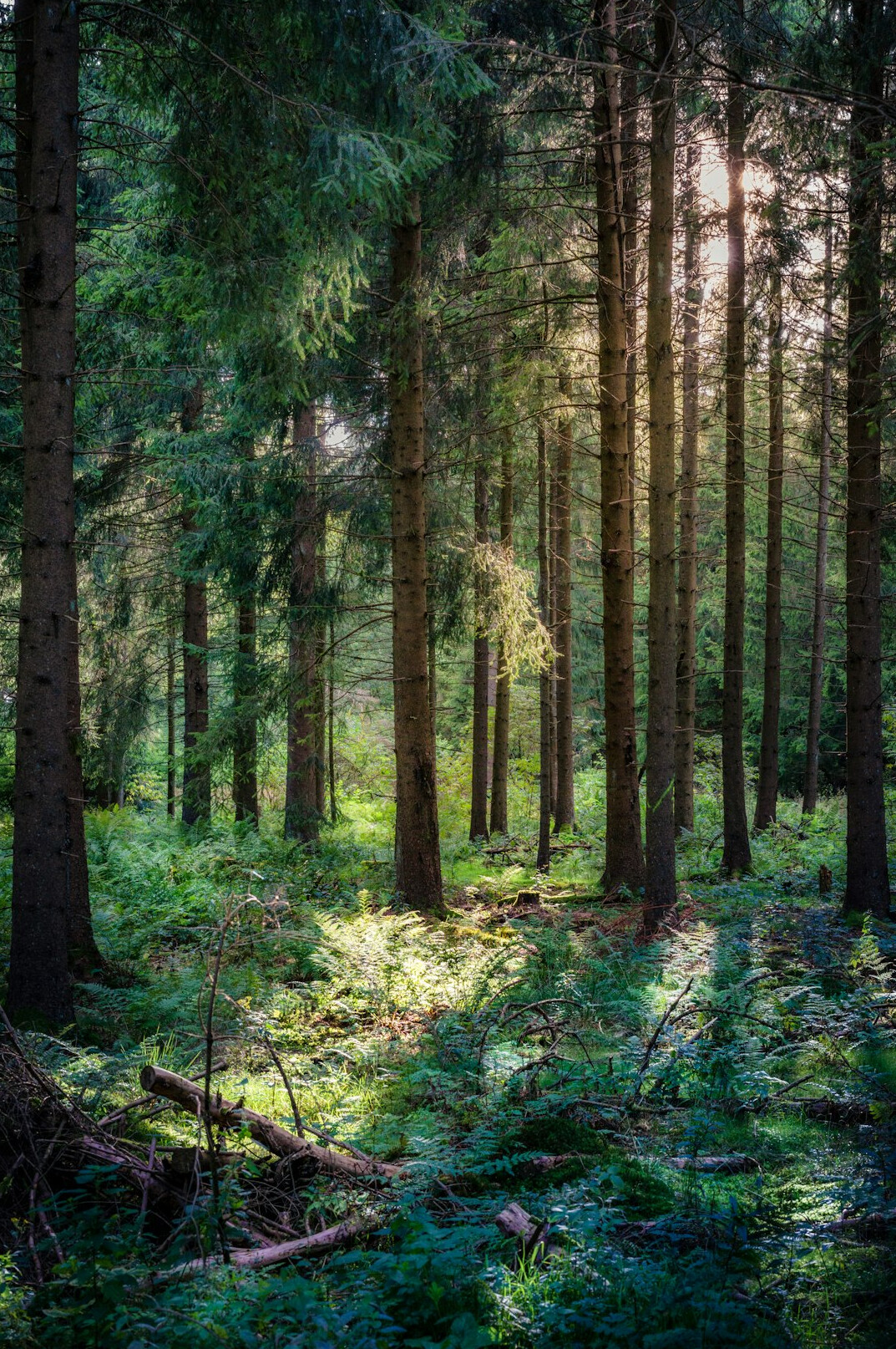 black forest germany